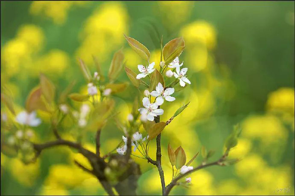 【春天,广西桂林灌阳县向您发出邀请!】我们在灌阳看梨花 - 游山玩水 - 杭州生活社区 - 杭州28生活网 hz.28life.com