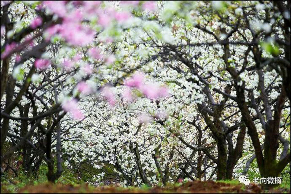 【春天,广西桂林灌阳县向您发出邀请!】我们在灌阳看梨花 - 游山玩水 - 杭州生活社区 - 杭州28生活网 hz.28life.com