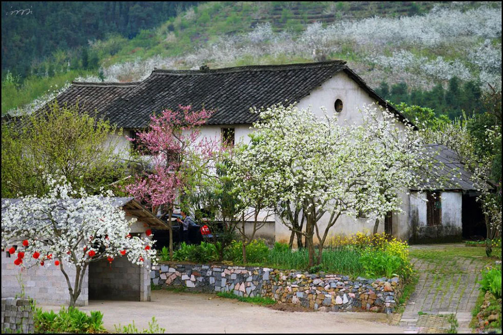 【春天,广西桂林灌阳县向您发出邀请!】我们在灌阳看梨花 - 游山玩水 - 杭州生活社区 - 杭州28生活网 hz.28life.com