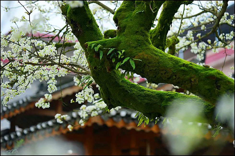 【春天,广西桂林灌阳县向您发出邀请!】我们在灌阳看梨花 - 游山玩水 - 杭州生活社区 - 杭州28生活网 hz.28life.com