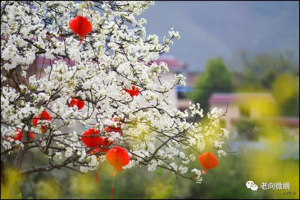 【春天,广西桂林灌阳县向您发出邀请!】我们在灌阳看梨花 - 游山玩水 - 杭州生活社区 - 杭州28生活网 hz.28life.com