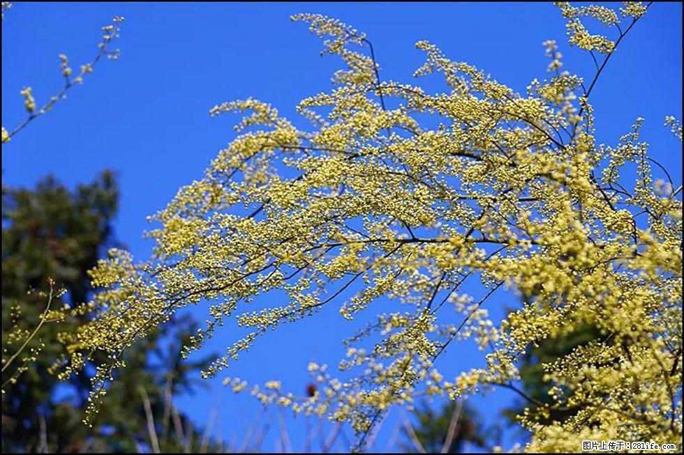 【春天,广西桂林灌阳县向您发出邀请!】米珠山前有片山苍子花在飘香 - 游山玩水 - 杭州生活社区 - 杭州28生活网 hz.28life.com