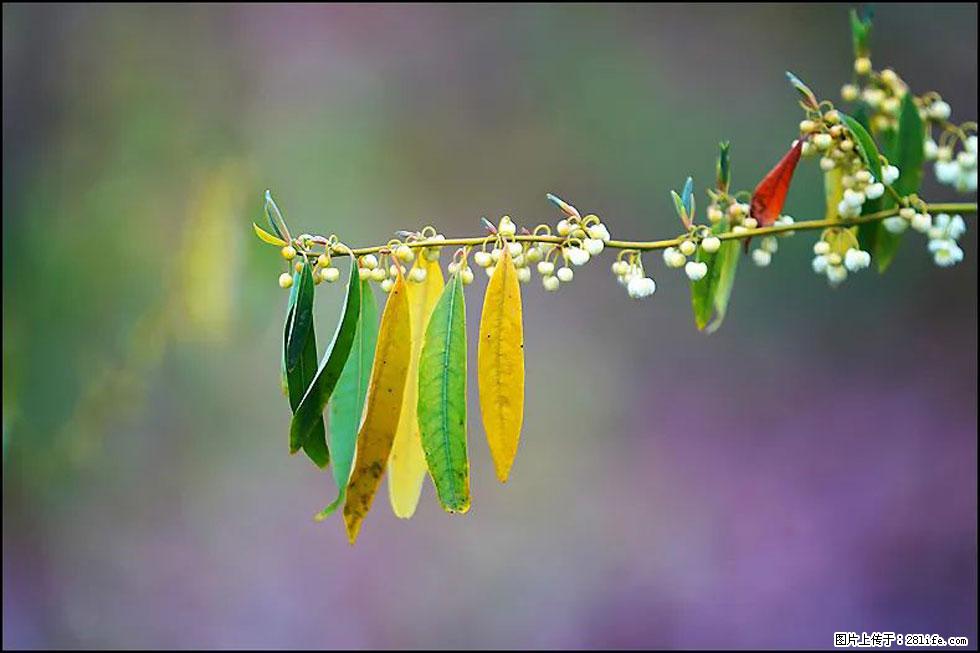 【春天,广西桂林灌阳县向您发出邀请!】米珠山前有片山苍子花在飘香 - 游山玩水 - 杭州生活社区 - 杭州28生活网 hz.28life.com