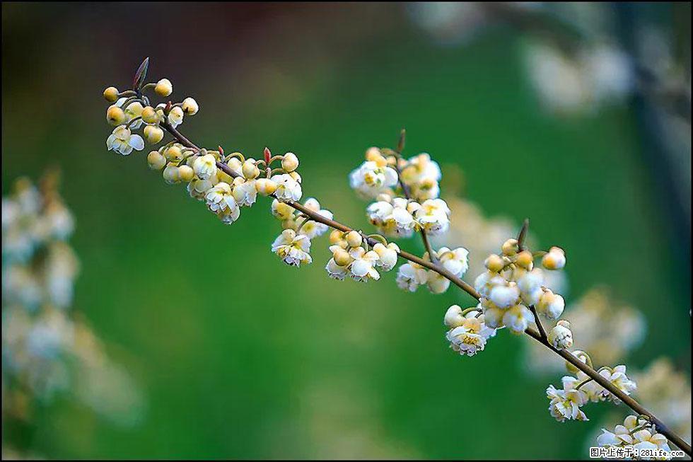 【春天,广西桂林灌阳县向您发出邀请!】米珠山前有片山苍子花在飘香 - 游山玩水 - 杭州生活社区 - 杭州28生活网 hz.28life.com