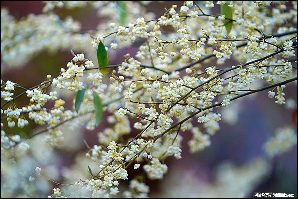 【春天,广西桂林灌阳县向您发出邀请!】米珠山前有片山苍子花在飘香 - 游山玩水 - 杭州生活社区 - 杭州28生活网 hz.28life.com