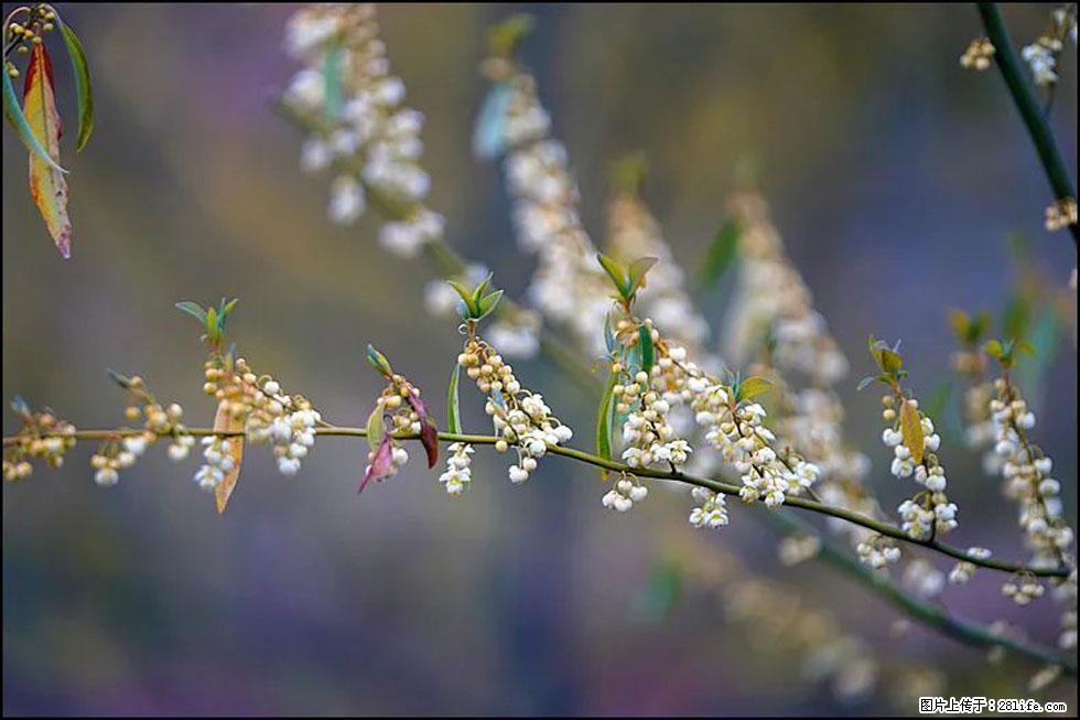 【春天,广西桂林灌阳县向您发出邀请!】米珠山前有片山苍子花在飘香 - 游山玩水 - 杭州生活社区 - 杭州28生活网 hz.28life.com