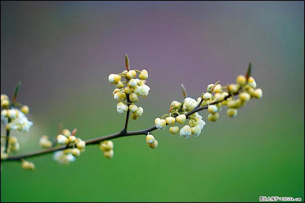 【春天,广西桂林灌阳县向您发出邀请!】米珠山前有片山苍子花在飘香 - 游山玩水 - 杭州生活社区 - 杭州28生活网 hz.28life.com