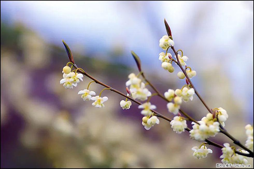 【春天,广西桂林灌阳县向您发出邀请!】米珠山前有片山苍子花在飘香 - 游山玩水 - 杭州生活社区 - 杭州28生活网 hz.28life.com