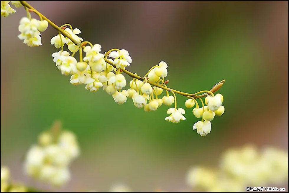 【春天,广西桂林灌阳县向您发出邀请!】米珠山前有片山苍子花在飘香 - 游山玩水 - 杭州生活社区 - 杭州28生活网 hz.28life.com