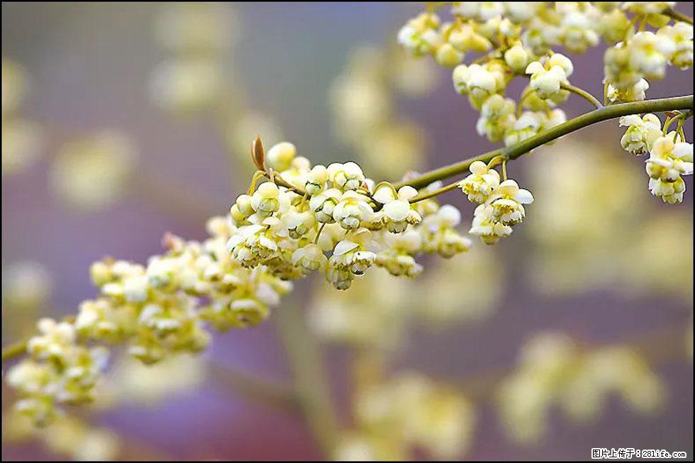 【春天,广西桂林灌阳县向您发出邀请!】米珠山前有片山苍子花在飘香 - 游山玩水 - 杭州生活社区 - 杭州28生活网 hz.28life.com