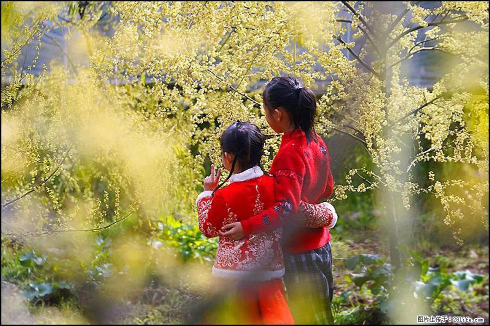 【春天,广西桂林灌阳县向您发出邀请!】米珠山前有片山苍子花在飘香 - 游山玩水 - 杭州生活社区 - 杭州28生活网 hz.28life.com