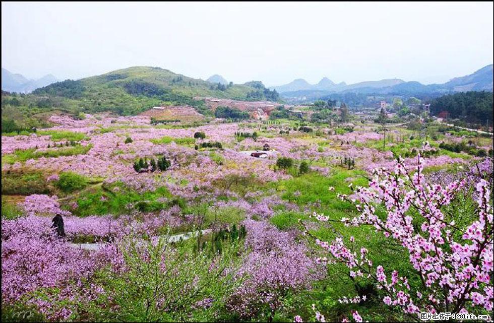 【春天，广西桂林灌阳县向您发出邀请！】官庄村有个醉美的桃花园 - 游山玩水 - 杭州生活社区 - 杭州28生活网 hz.28life.com