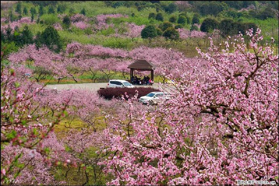 【春天，广西桂林灌阳县向您发出邀请！】官庄村有个醉美的桃花园 - 游山玩水 - 杭州生活社区 - 杭州28生活网 hz.28life.com