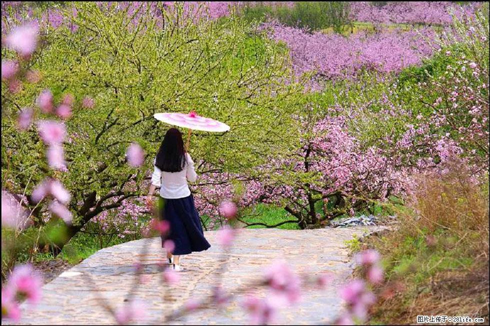 【春天，广西桂林灌阳县向您发出邀请！】官庄村有个醉美的桃花园 - 游山玩水 - 杭州生活社区 - 杭州28生活网 hz.28life.com