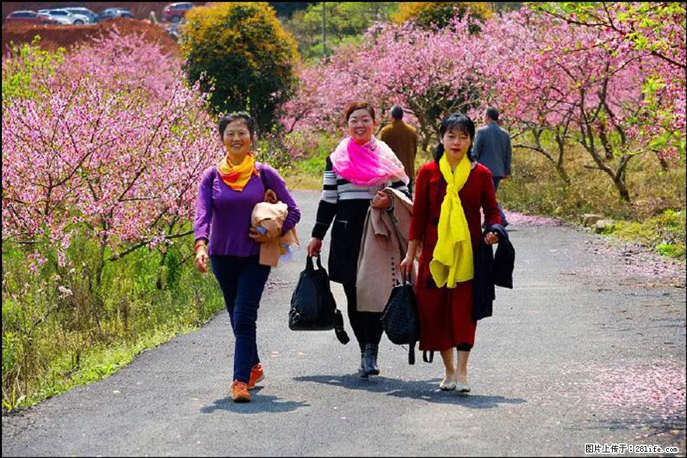 【春天，广西桂林灌阳县向您发出邀请！】官庄村有个醉美的桃花园 - 游山玩水 - 杭州生活社区 - 杭州28生活网 hz.28life.com