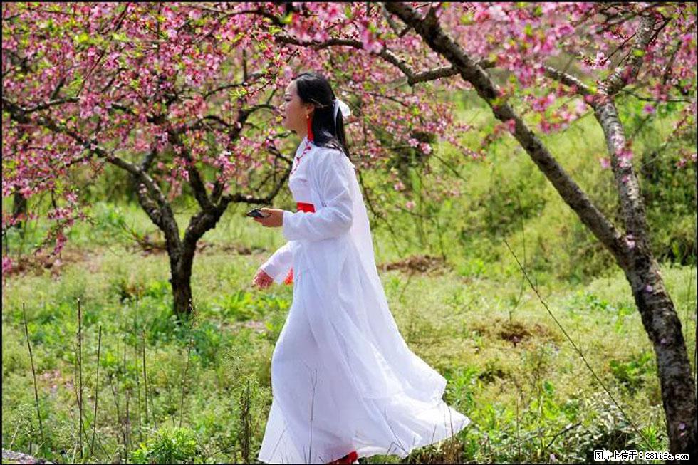 【春天，广西桂林灌阳县向您发出邀请！】官庄村有个醉美的桃花园 - 游山玩水 - 杭州生活社区 - 杭州28生活网 hz.28life.com