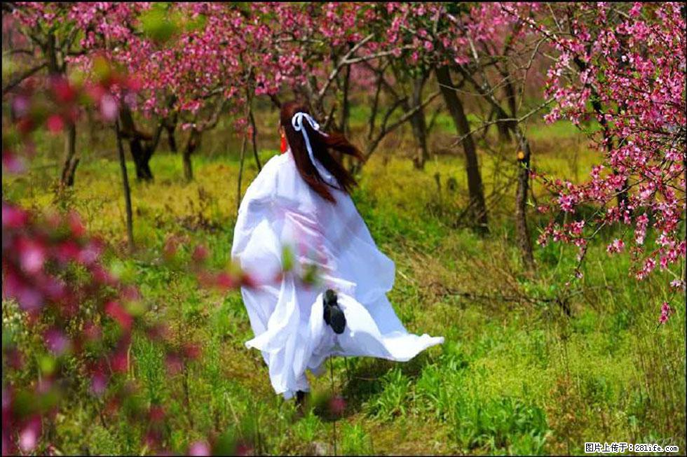 【春天，广西桂林灌阳县向您发出邀请！】官庄村有个醉美的桃花园 - 游山玩水 - 杭州生活社区 - 杭州28生活网 hz.28life.com