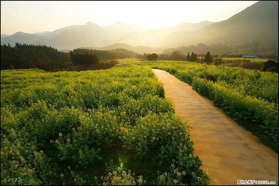 【春天,广西桂林灌阳县向您发出邀请!】长坪村油菜盛情花开 - 游山玩水 - 杭州生活社区 - 杭州28生活网 hz.28life.com