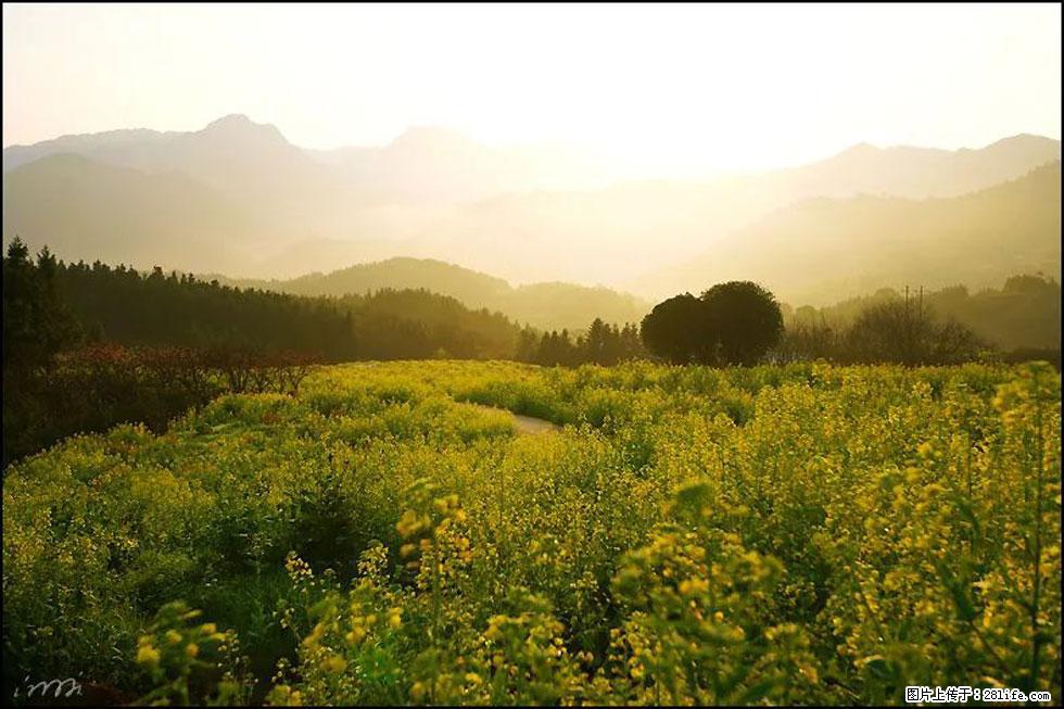 【春天,广西桂林灌阳县向您发出邀请!】长坪村油菜盛情花开 - 游山玩水 - 杭州生活社区 - 杭州28生活网 hz.28life.com