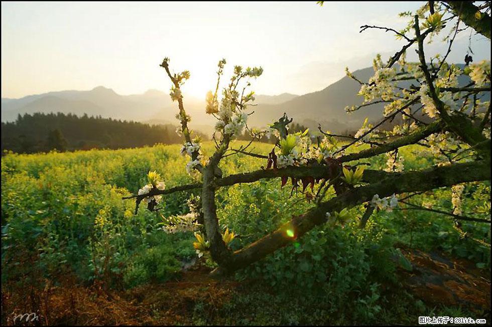 【春天,广西桂林灌阳县向您发出邀请!】长坪村油菜盛情花开 - 游山玩水 - 杭州生活社区 - 杭州28生活网 hz.28life.com