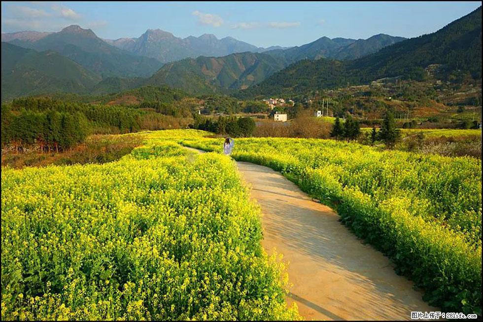 【春天,广西桂林灌阳县向您发出邀请!】长坪村油菜盛情花开 - 游山玩水 - 杭州生活社区 - 杭州28生活网 hz.28life.com