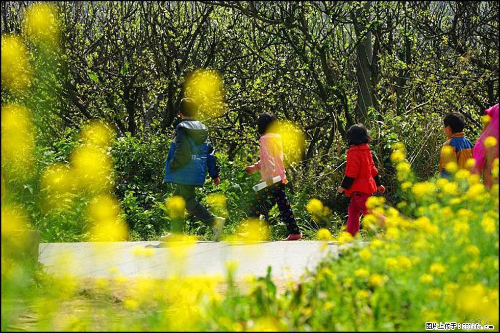 【春天,广西桂林灌阳县向您发出邀请!】长坪村油菜盛情花开 - 游山玩水 - 杭州生活社区 - 杭州28生活网 hz.28life.com