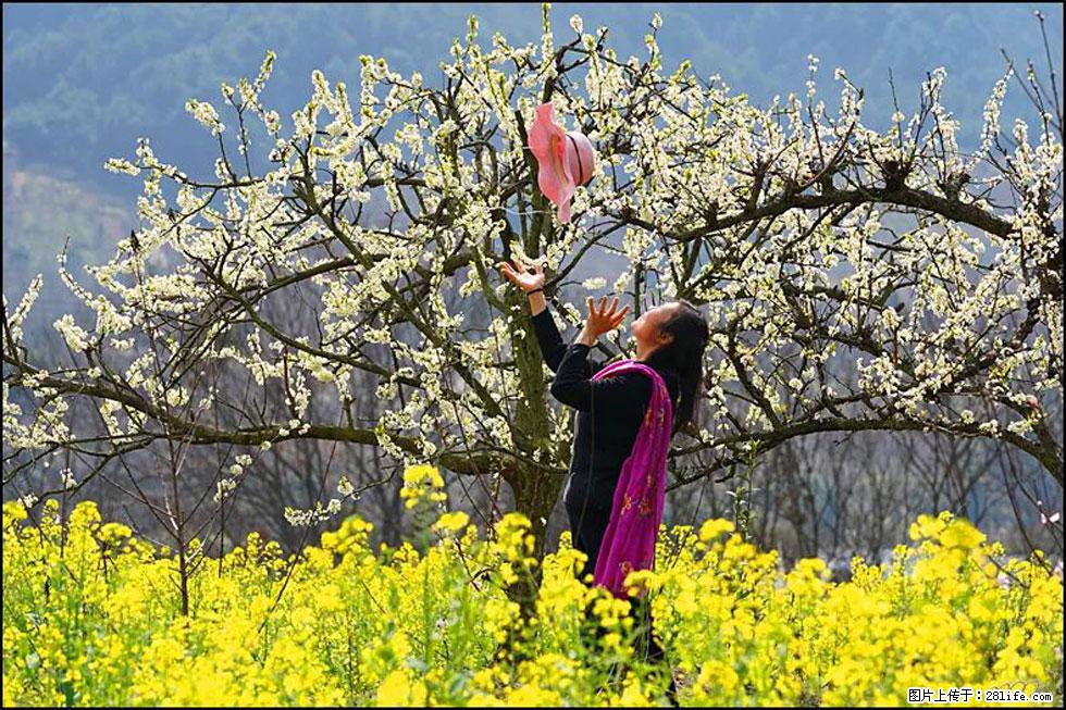 【春天,广西桂林灌阳县向您发出邀请!】长坪村油菜盛情花开 - 游山玩水 - 杭州生活社区 - 杭州28生活网 hz.28life.com