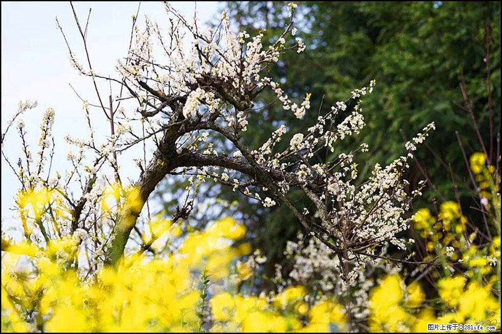 【春天,广西桂林灌阳县向您发出邀请!】长坪村油菜盛情花开 - 游山玩水 - 杭州生活社区 - 杭州28生活网 hz.28life.com