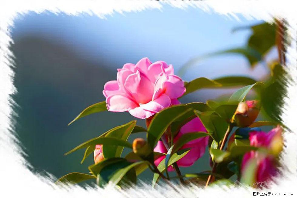 【春天,广西桂林灌阳县向您发出邀请!】杨柳井茶花惹人爱 - 游山玩水 - 杭州生活社区 - 杭州28生活网 hz.28life.com