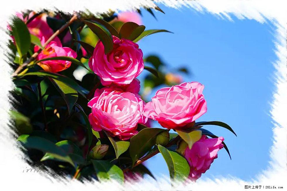 【春天,广西桂林灌阳县向您发出邀请!】杨柳井茶花惹人爱 - 游山玩水 - 杭州生活社区 - 杭州28生活网 hz.28life.com