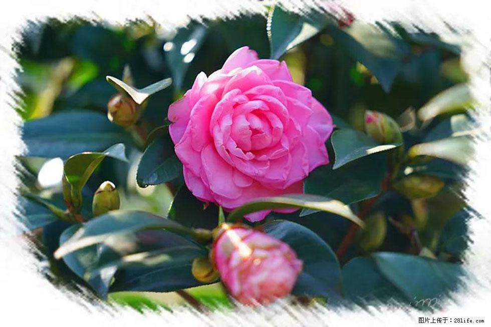 【春天,广西桂林灌阳县向您发出邀请!】杨柳井茶花惹人爱 - 游山玩水 - 杭州生活社区 - 杭州28生活网 hz.28life.com