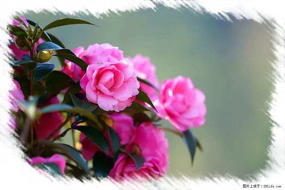 【春天,广西桂林灌阳县向您发出邀请!】杨柳井茶花惹人爱 - 游山玩水 - 杭州生活社区 - 杭州28生活网 hz.28life.com