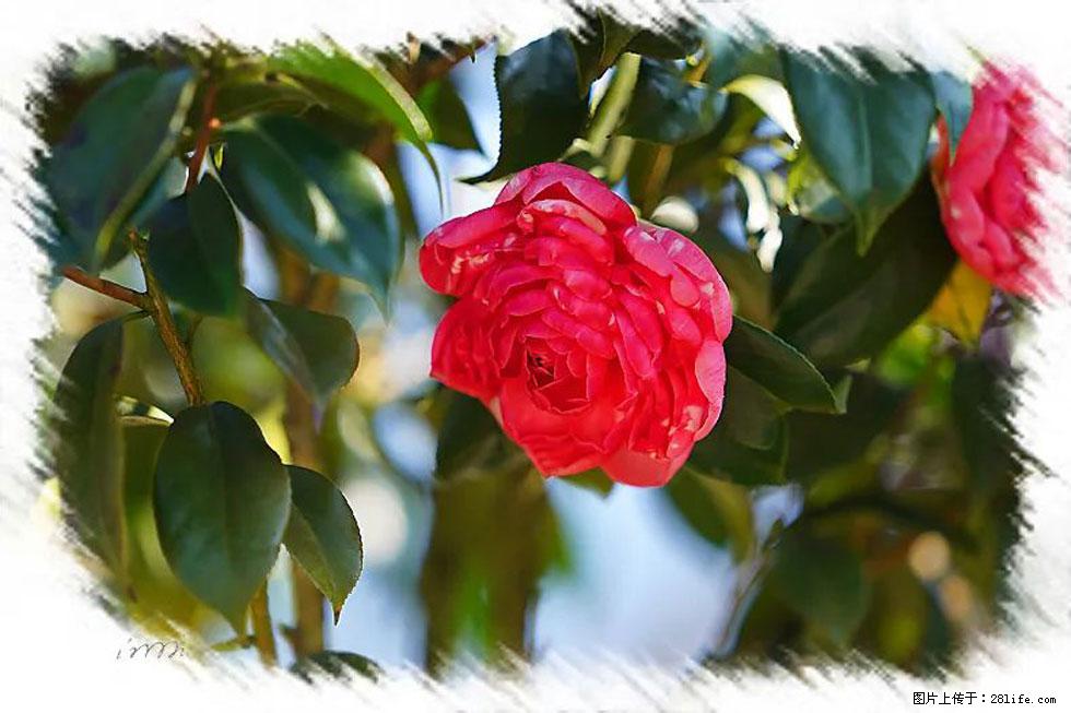 【春天,广西桂林灌阳县向您发出邀请!】杨柳井茶花惹人爱 - 游山玩水 - 杭州生活社区 - 杭州28生活网 hz.28life.com