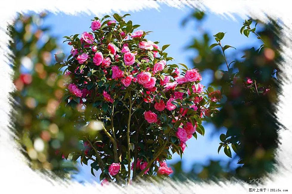 【春天,广西桂林灌阳县向您发出邀请!】杨柳井茶花惹人爱 - 游山玩水 - 杭州生活社区 - 杭州28生活网 hz.28life.com