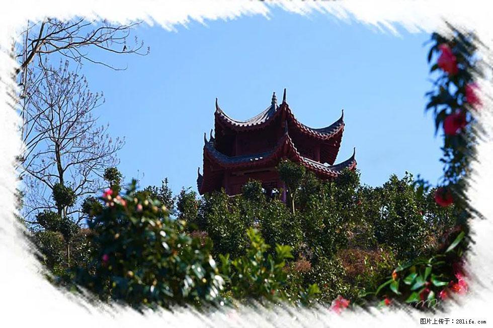 【春天,广西桂林灌阳县向您发出邀请!】杨柳井茶花惹人爱 - 游山玩水 - 杭州生活社区 - 杭州28生活网 hz.28life.com