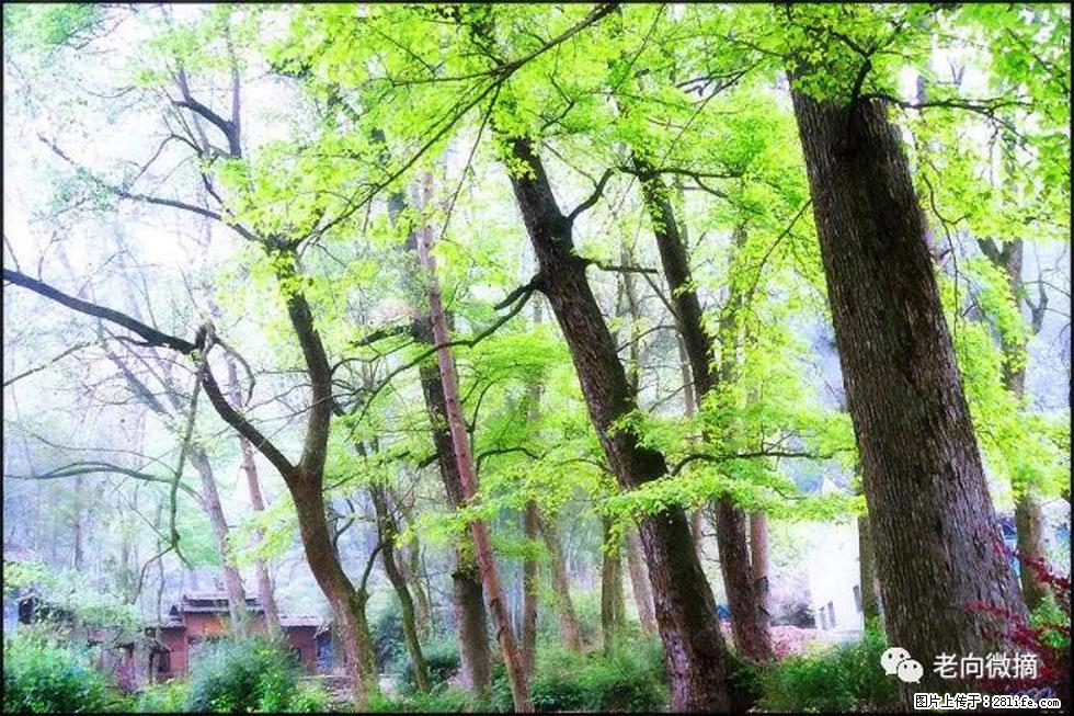 【春天,广西桂林灌阳县向您发出邀请!】在小龙村与春天约会 - 游山玩水 - 杭州生活社区 - 杭州28生活网 hz.28life.com