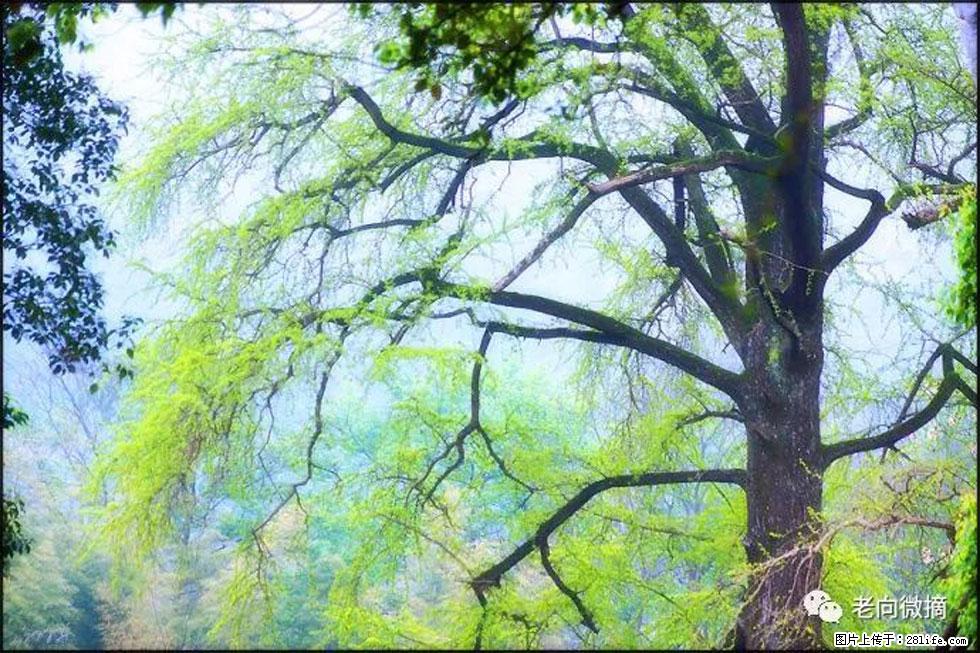 【春天,广西桂林灌阳县向您发出邀请!】在小龙村与春天约会 - 游山玩水 - 杭州生活社区 - 杭州28生活网 hz.28life.com