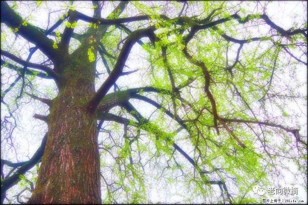 【春天,广西桂林灌阳县向您发出邀请!】在小龙村与春天约会 - 游山玩水 - 杭州生活社区 - 杭州28生活网 hz.28life.com