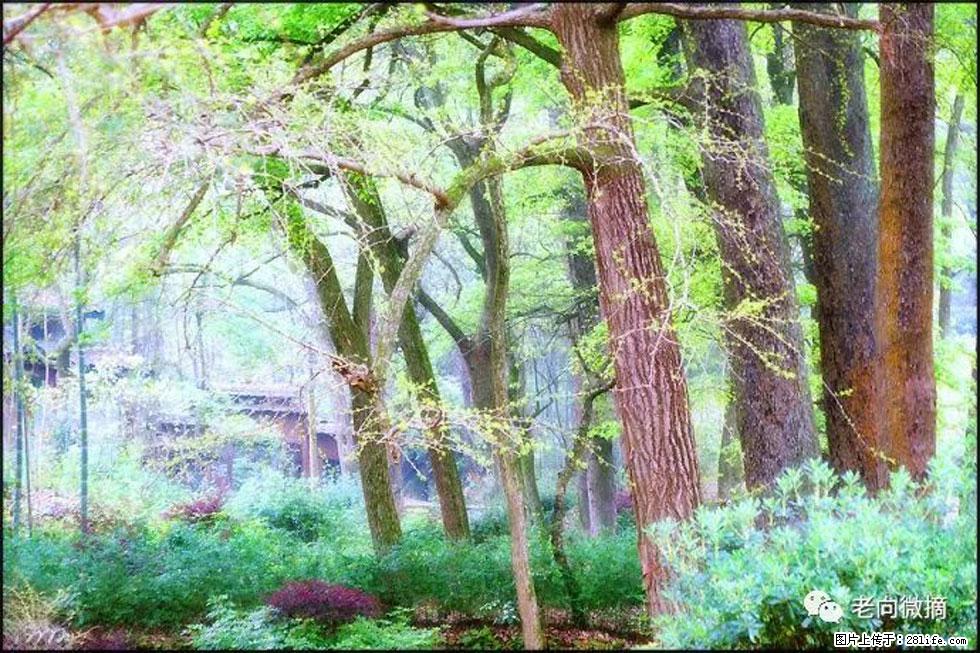 【春天,广西桂林灌阳县向您发出邀请!】在小龙村与春天约会 - 游山玩水 - 杭州生活社区 - 杭州28生活网 hz.28life.com