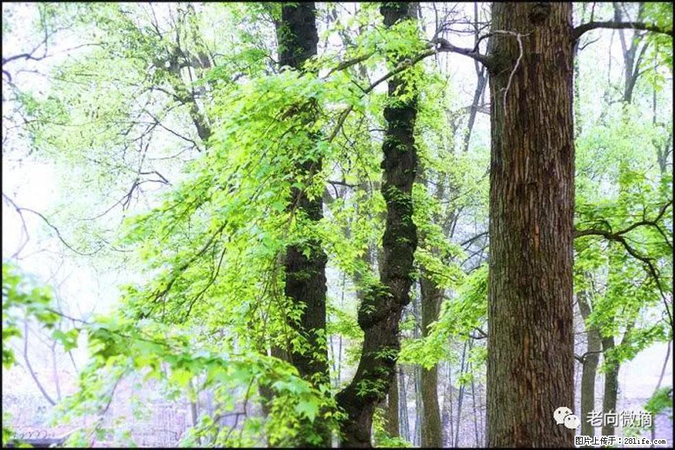 【春天,广西桂林灌阳县向您发出邀请!】在小龙村与春天约会 - 游山玩水 - 杭州生活社区 - 杭州28生活网 hz.28life.com