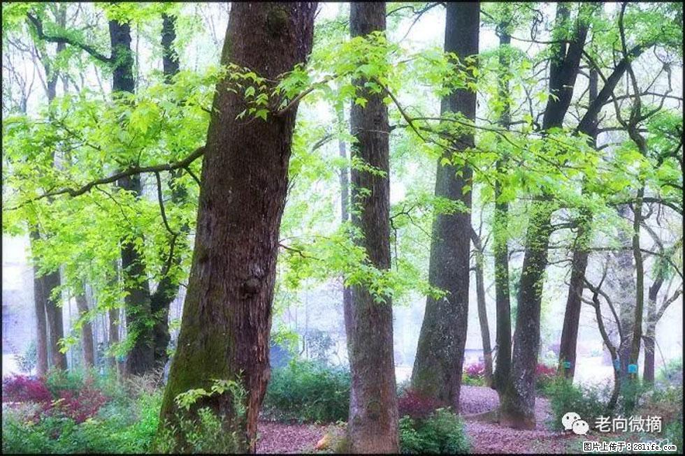 【春天,广西桂林灌阳县向您发出邀请!】在小龙村与春天约会 - 游山玩水 - 杭州生活社区 - 杭州28生活网 hz.28life.com