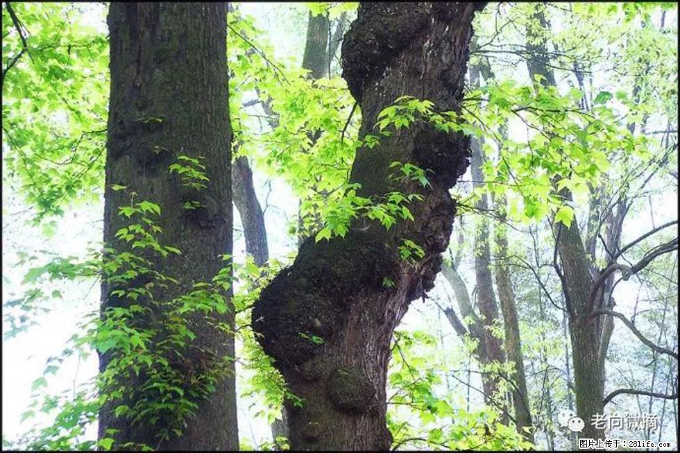 【春天,广西桂林灌阳县向您发出邀请!】在小龙村与春天约会 - 游山玩水 - 杭州生活社区 - 杭州28生活网 hz.28life.com