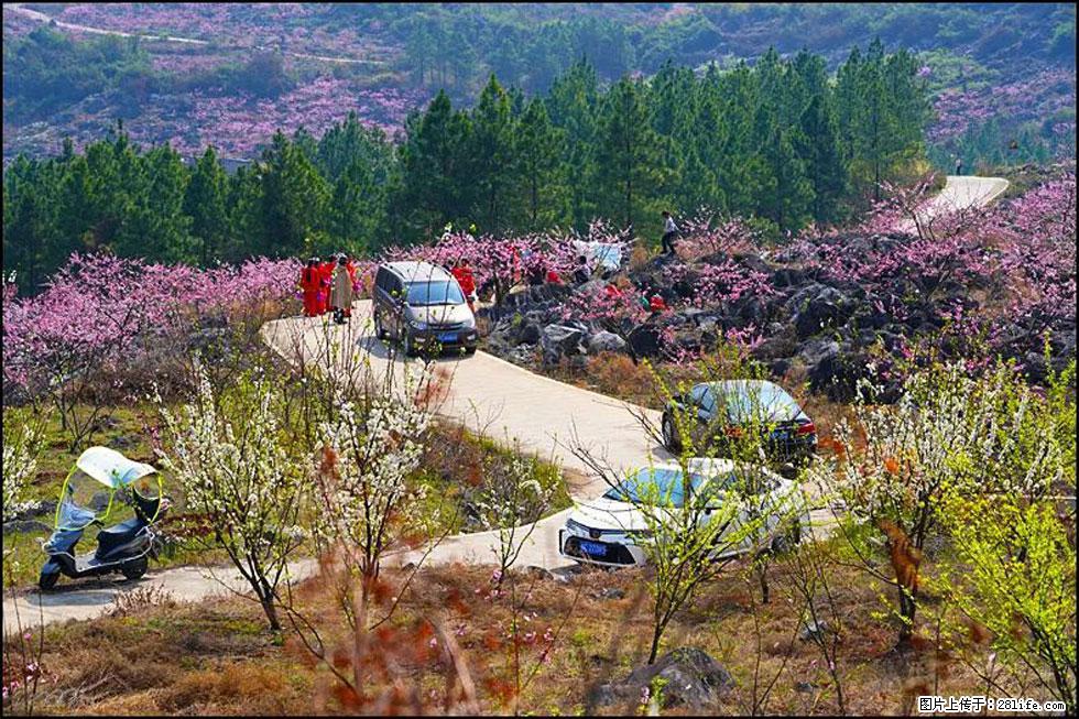 【春天,广西桂林灌阳县向您发出邀请!】望月岭上桃花开 - 游山玩水 - 杭州生活社区 - 杭州28生活网 hz.28life.com