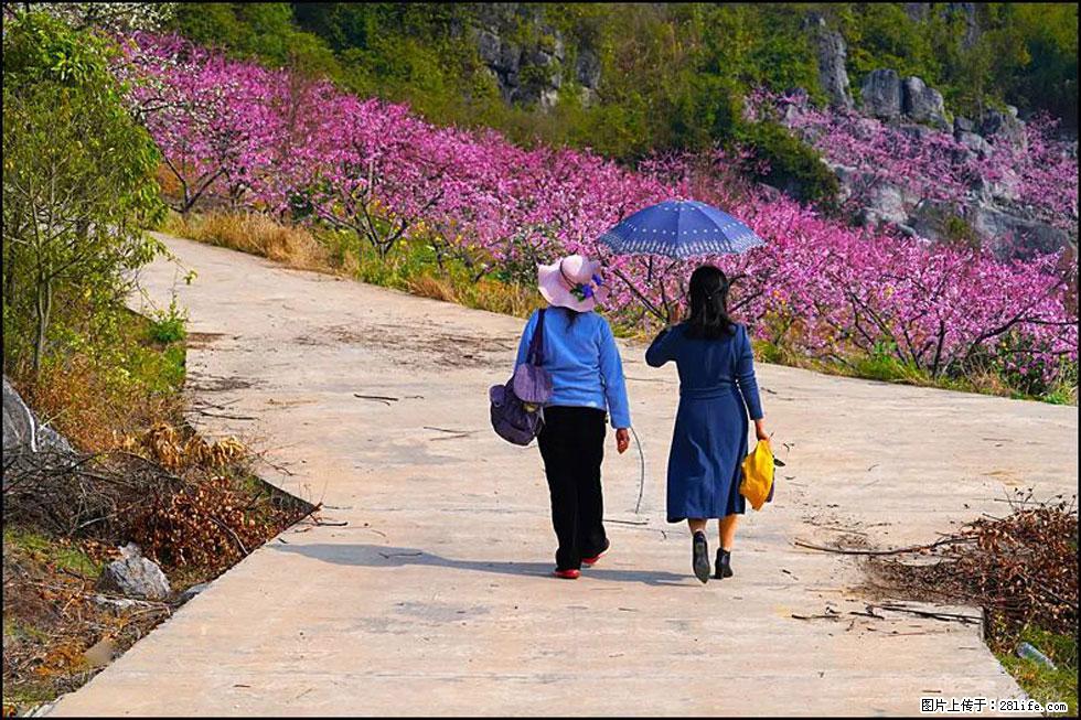 【春天,广西桂林灌阳县向您发出邀请!】望月岭上桃花开 - 游山玩水 - 杭州生活社区 - 杭州28生活网 hz.28life.com