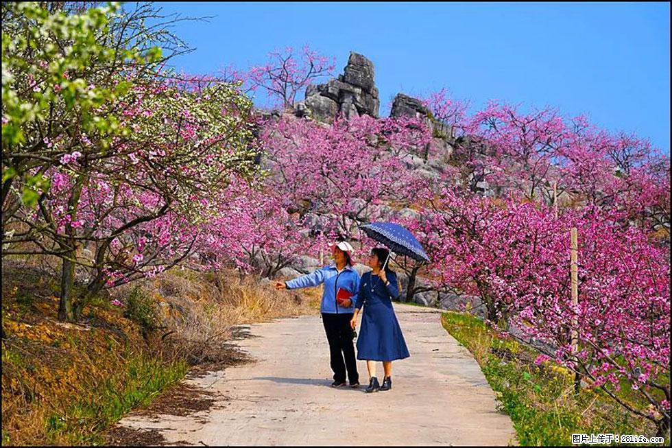 【春天,广西桂林灌阳县向您发出邀请!】望月岭上桃花开 - 游山玩水 - 杭州生活社区 - 杭州28生活网 hz.28life.com