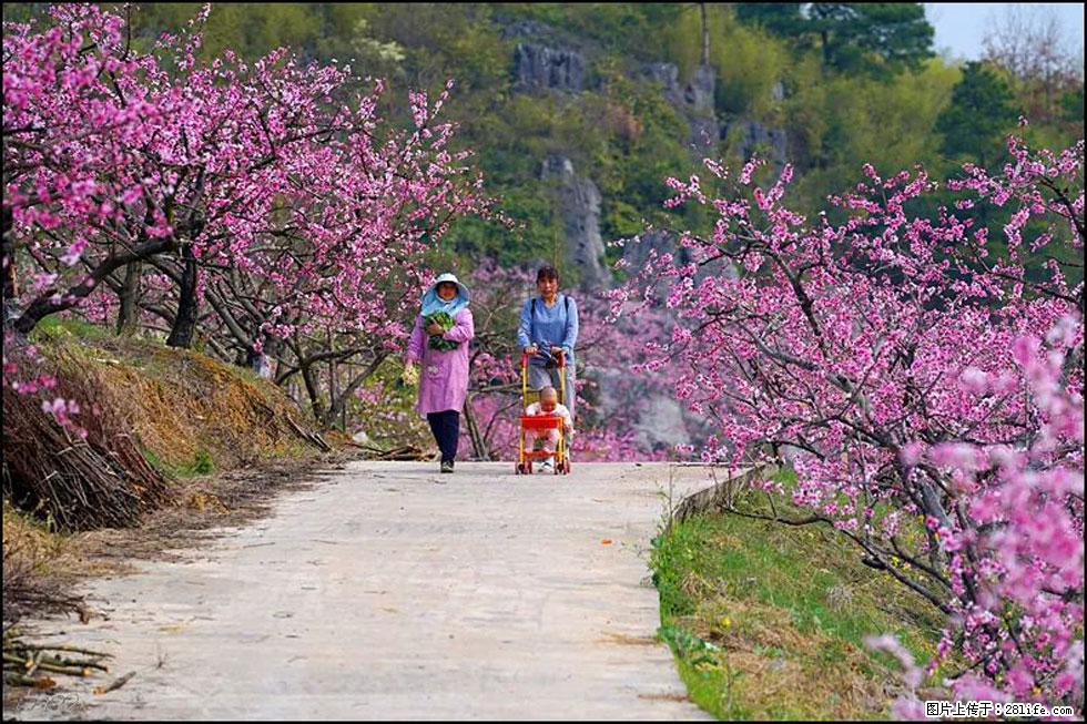 【春天,广西桂林灌阳县向您发出邀请!】望月岭上桃花开 - 游山玩水 - 杭州生活社区 - 杭州28生活网 hz.28life.com