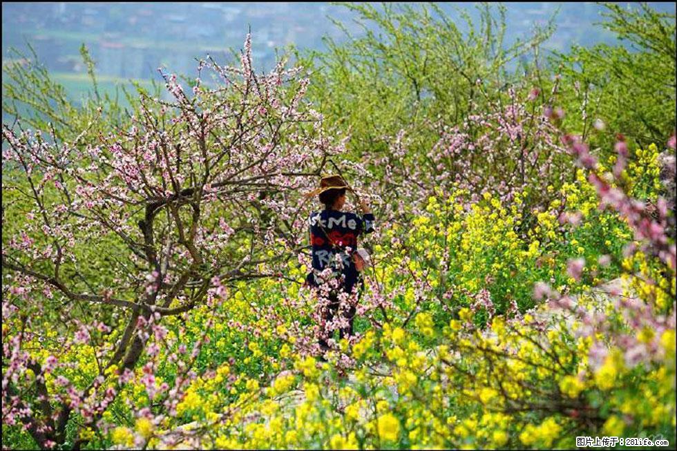 【春天,广西桂林灌阳县向您发出邀请!】望月岭上桃花开 - 游山玩水 - 杭州生活社区 - 杭州28生活网 hz.28life.com