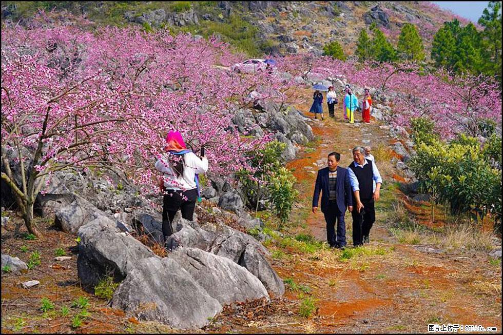 【春天,广西桂林灌阳县向您发出邀请!】望月岭上桃花开 - 游山玩水 - 杭州生活社区 - 杭州28生活网 hz.28life.com