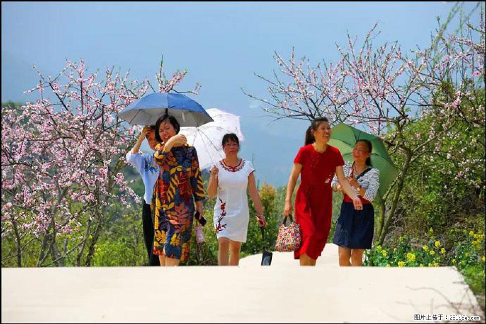【春天,广西桂林灌阳县向您发出邀请!】望月岭上桃花开 - 游山玩水 - 杭州生活社区 - 杭州28生活网 hz.28life.com