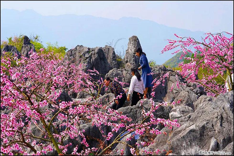 【春天,广西桂林灌阳县向您发出邀请!】望月岭上桃花开 - 游山玩水 - 杭州生活社区 - 杭州28生活网 hz.28life.com